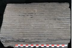 Foto (Detailansicht) von Sigillaria sp.  (NHMW-GEO-2024-0188-11178)